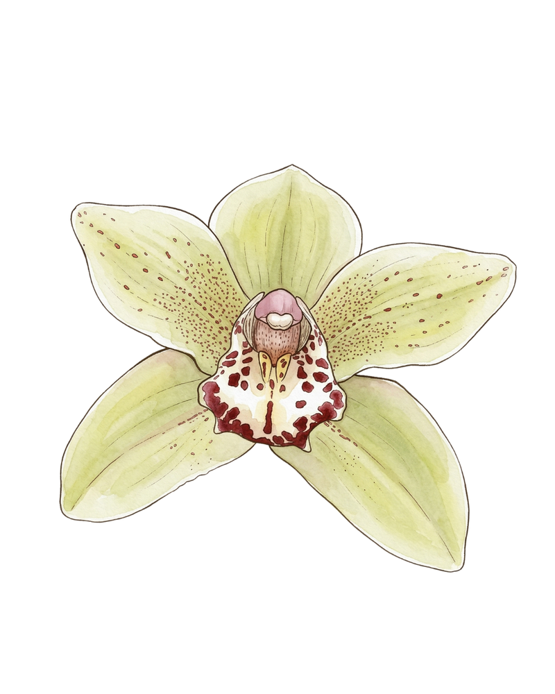Green Orchid Single Sticker