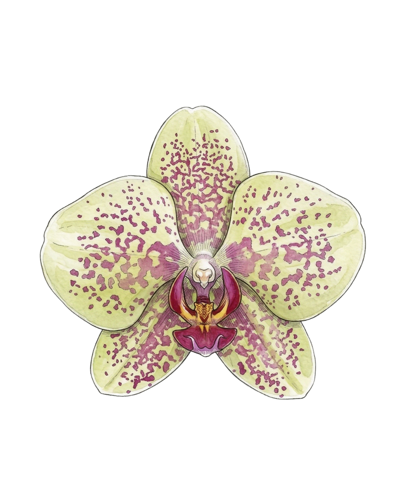 Spotted Orchid Single Sticker